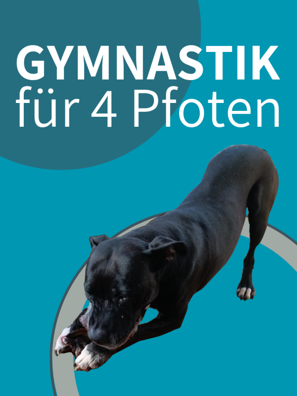 Gymnastik für 4 Pfoten_20260211_091544_0000
